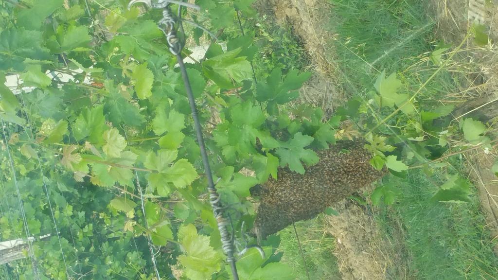 Pietra Maula Agriturismo Castelraimondo Εξωτερικό φωτογραφία