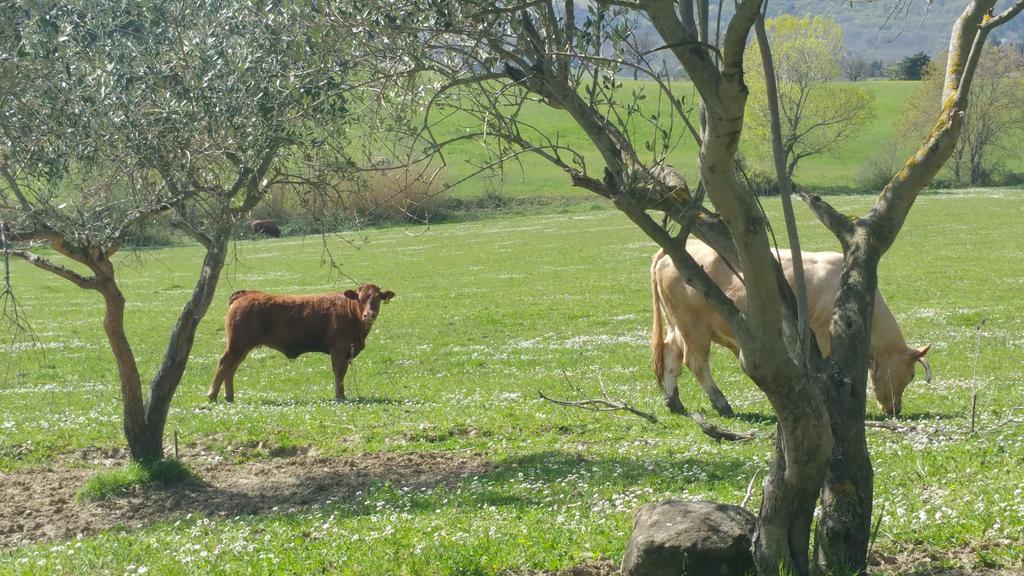 Pietra Maula Agriturismo Castelraimondo Εξωτερικό φωτογραφία