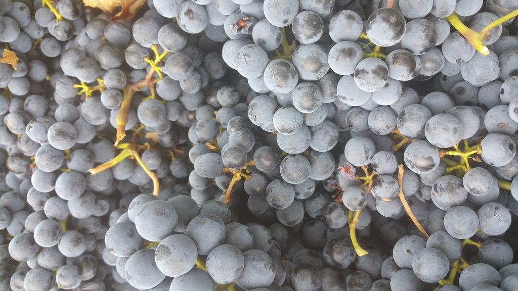 Pietra Maula Agriturismo Castelraimondo Εξωτερικό φωτογραφία