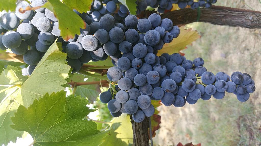 Pietra Maula Agriturismo Castelraimondo Εξωτερικό φωτογραφία