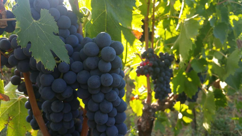 Pietra Maula Agriturismo Castelraimondo Εξωτερικό φωτογραφία